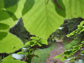 Environmental Somatics Environmental Somatics