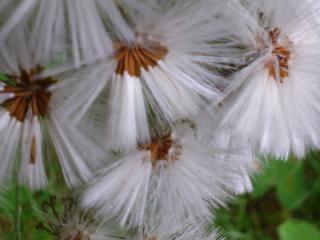 Q&A zum Somatischen Basisjahr / Somatischen Bewegungspädagogik Q&A zum Somatischen Basisjahr / Somatischen Bewegungspädagogik